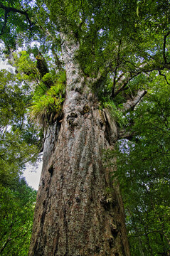 Giant kauri tree (Agathis australis) with epiphytes growing from its branches, Waipoua Forest, Northland, North Island, New Zealand
