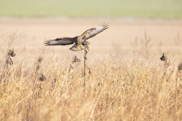 A Common buzzard (Buteo buteo) landing on a sunflower.