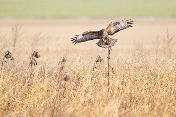 A Common buzzard (Buteo buteo) landing on a sunflower.