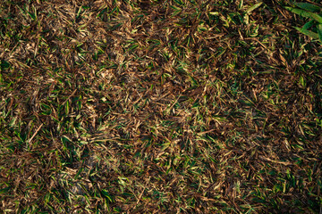 Grass and Leaf Texture Image