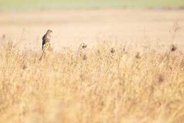 A Common buzzard (Buteo buteo) perched in a sunflower field.