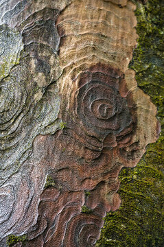 Bark of a kauri tree (Agathis australis) in Waipoua Forest, North Island, New Zealand. Abstract pattern as background.

