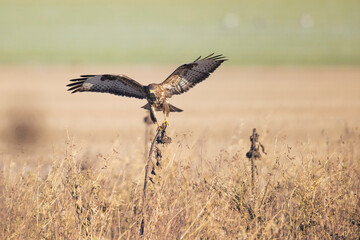 A Common buzzard (Buteo buteo) landing on a sunflower.