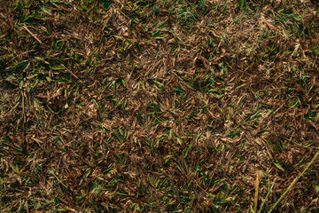 Grass and Leaf Texture Image