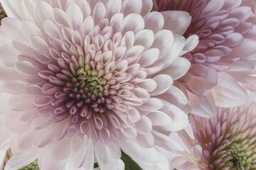 Close up photograph of pink and purple chrysanthemum. Macro photography. Top view. Pink and purple flower.