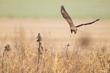 A Common buzzard (Buteo buteo) In flight at sunset.