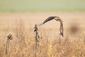 A Common buzzard (Buteo buteo) In flight at sunset.