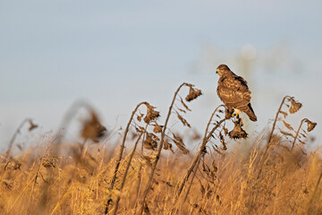 A Common buzzard (Buteo buteo) perched in a sunflower field.