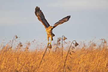 A Common buzzard (Buteo buteo) In flight at sunset.