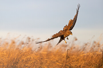 A Common buzzard (Buteo buteo) landing on a sunflower.