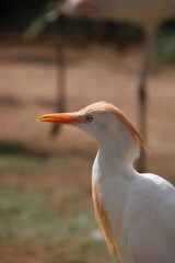 Obraz premium Aves