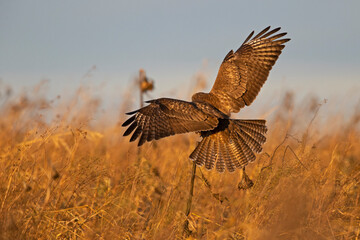 A Common buzzard (Buteo buteo) landing on a sunflower.