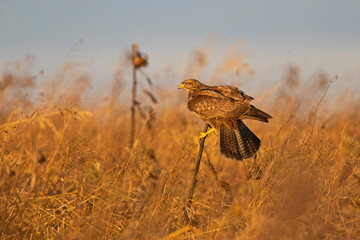 A Common buzzard (Buteo buteo) perched in a sunflower field.
