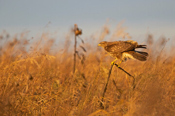 A Common buzzard (Buteo buteo) perched in a sunflower field.