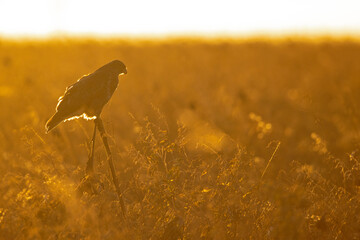 A Common buzzard (Buteo buteo) perched in a sunflower field.