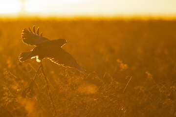 A Common buzzard (Buteo buteo) In flight at sunset.