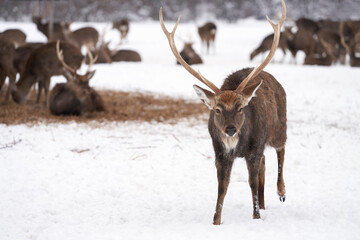 A young red deer on a winter pasture against the background of a large herd. Selective focus. Copy space.