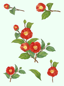 Red Camellia flowers included green leaves set and elements, watercolor hand drawn and painted image