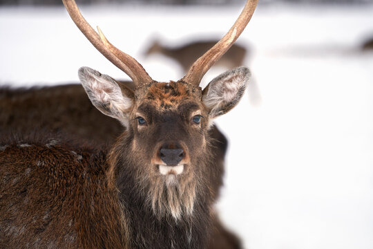 Portrait of a red deer with an expressive look on a blurred background of a grazing herd in a winter forest. Copy space. Selective focus.