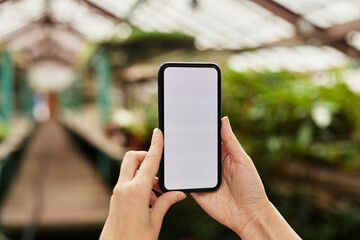 Mobile phone with blank screen held by young female gardener standing inside large greenhouse with plants growing on long stillages