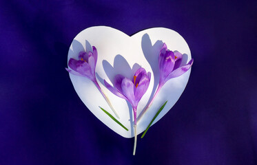 Crocuses violet flowers with white paper card note in the shape heart on a dark blue paper background. Top view, flat lay