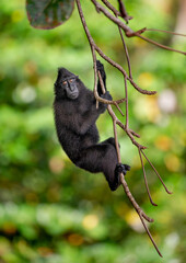 Celebes crested macaque hangs on a tree branch. Indonesia. Sulawesi.