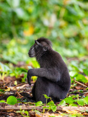 Celebes crested macaque is sitting on the ground. Indonesia. Sulawesi.