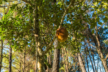 Jackfruit on The Tree
