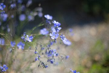 First spring forget me not flowers, myosotis . High quality photo