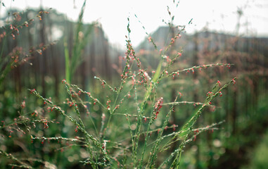 Grass and Leaf Texture Image