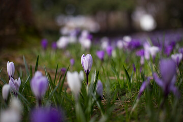 First spring crocus flowers, purple and white. High quality photo