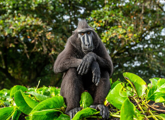 Obraz premium Celebes crested macaque is sitting on the sand against the backdrop of the jungle. Indonesia. Sulawesi.