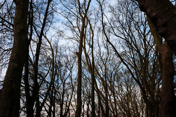 Fototapeta premium Detailed shot of trees in Hampstead Heath, London, the UK in December 2020
