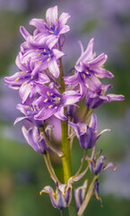 spanish bluebells (Hyacinthoides hispanica) with light pink and purple petals in bloom