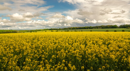 Obraz premium a bright yellow field full of rapeseed (Brassica napus) flowers under a bright blue and heavy white cloud sky 
