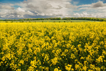a bright yellow field full of rapeseed (Brassica napus) 
flowers under a bright blue and heavy white cloud sky 