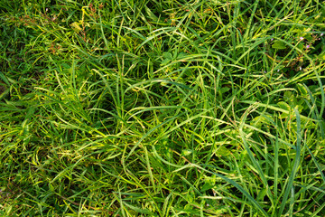 Grass and Leaf Texture Image