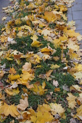 autumn leaves on the water