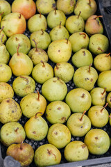 Boxes with ripe juicy pears are standing after harvesting close-up. Healthy organic food. Natural and environmentally friendly agriculture.
