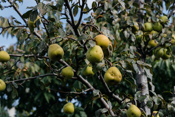 Ripe, mature pears grow close-up on trees in the garden. Agriculture and healthy organic food. Natural and environmentally friendly agriculture.