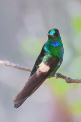 Buff-winged starfrontlet (Coeligena lutetiae) perched on branch, Yanacocha Reserve, Ecuador