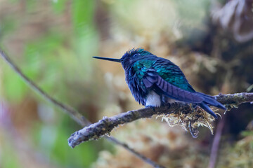 Black-breasted Puffleg (Eriocnemis nigrivestis) perched on branch, Yanacocha Reserve, Ecuador