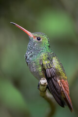 Rufous-tailed hummingbird (Amazilia tzacatl) perched on branch, Alambi, Ecuador