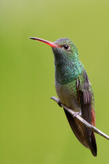Fototapeta premium Rufous-tailed hummingbird (Amazilia tzacatl) perched on branch, Alambi, Ecuador
