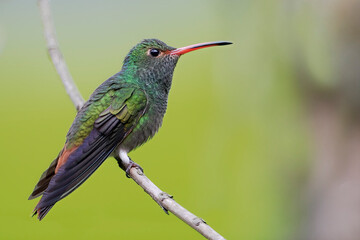 Rufous-tailed hummingbird (Amazilia tzacatl) perched on branch, Alambi, Ecuador