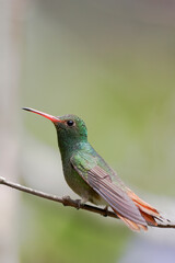 Rufous-tailed hummingbird (Amazilia tzacatl) perched on branch, Alambi, Ecuador