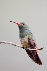 Fototapeta premium Rufous-tailed hummingbird (Amazilia tzacatl) perched on branch, Alambi, Ecuador