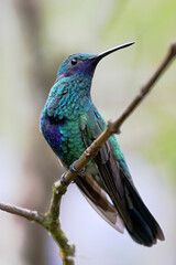 Sparkling violetear (Colibri coruscans) perched on branch, Alambi, Ecuador