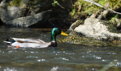 Male mallard duck swimming in a river