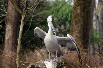 Pélican frisé aux ailes déployées 